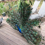 Picture 013